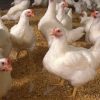 poultry01b