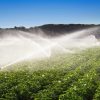 Agriculture contributes 4% to the GDP of the Western Cape which as a whole accounts for 24% of the countrys GDP