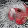 Avian-flu-roundup