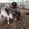 Boer_goats4