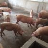 Pigs3