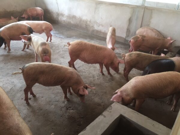 WiseLake Introduces PigOS, a Free AI Platform to Detect Risks Early on Pig Farms