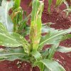 fall armyworm