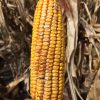 Maize Argentina 2015 b (2)