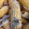 Photo Credit IITA