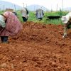 south African Farmers Investing Offshore