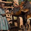 animal-health