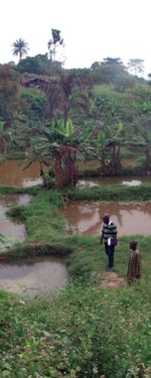 Fish-farm-in-Nigeria-SKT-01504_500
