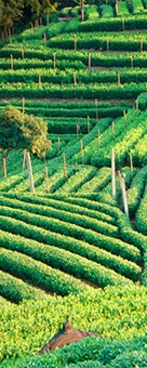 agriculture-main