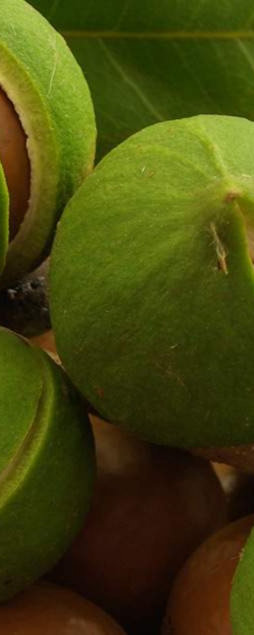 macadamia