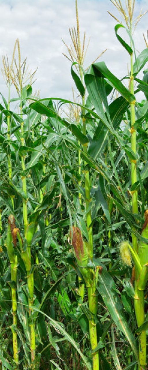 maize Crop