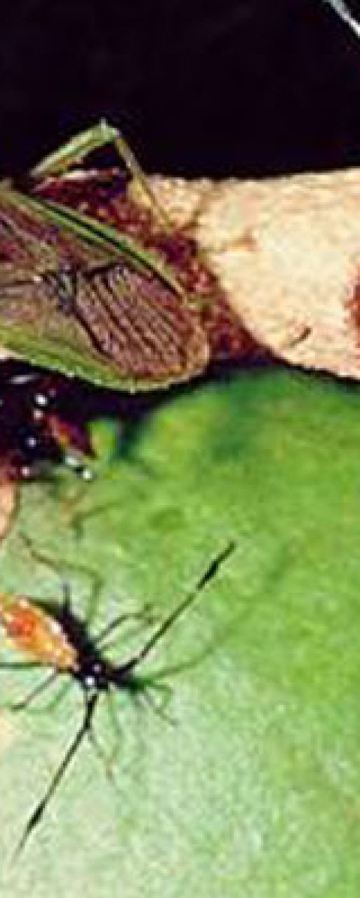 spotting-bugs-closeup-2