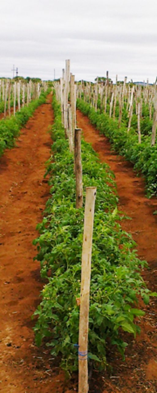 vincent_farm_blog