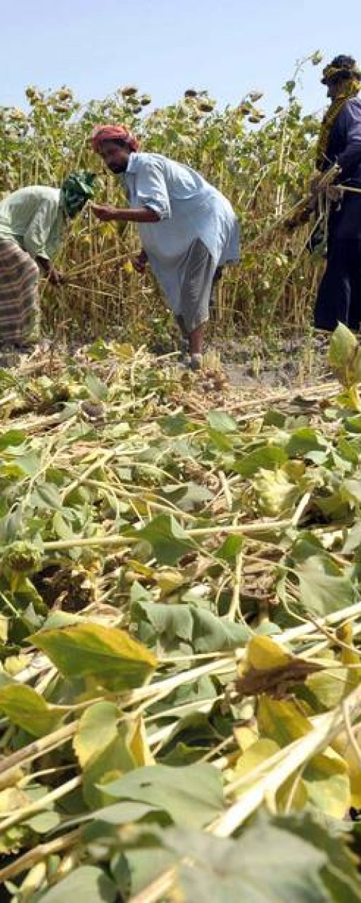 Food systems