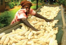 Access to Timely Weather and Climate Updates Increases Crop Yields in Ethiopia, Study Shows