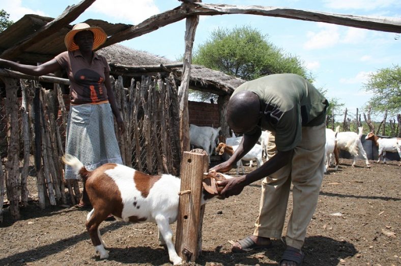 Goat breeding gain momentum among Zimbabwe's farmers Farmers Review