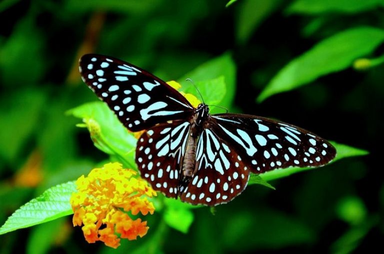 Butterfly farming in Kenya Farmers Review Africa