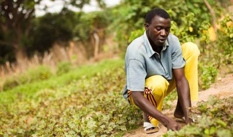 New project launched to help Chadian farmers adapt to climate change ...