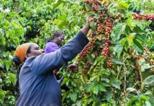 World Bank disburses US$ 14m for coffee revitalization plan in Kenya