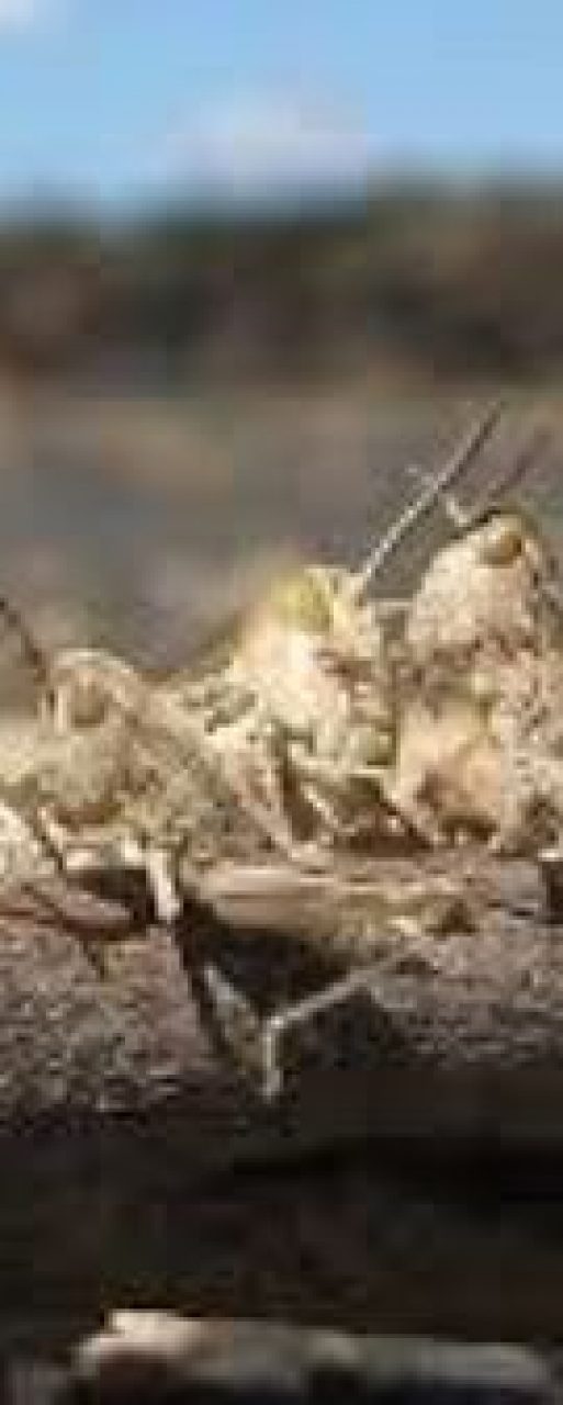 Locusts Kenya 2