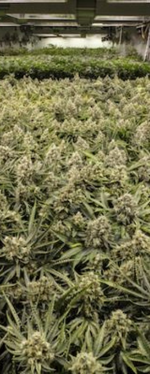cannabis-farm 2
