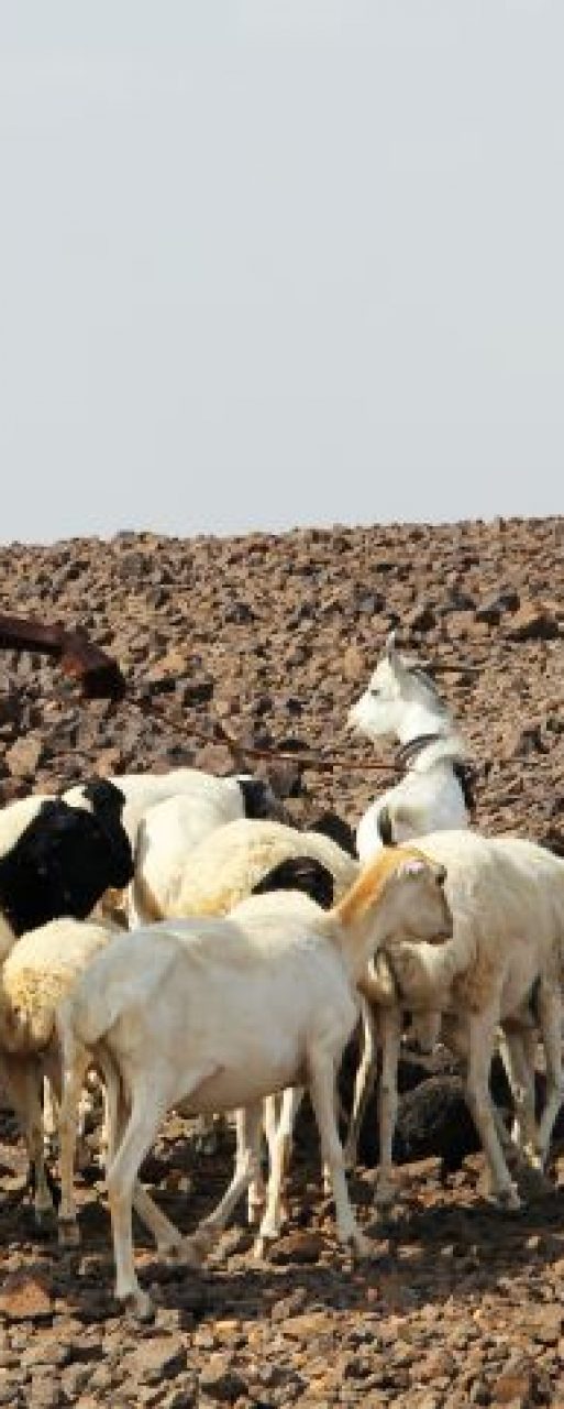 Pastoralist with herd Horn of Africa_Katherine Bundra Roux IFRC_Aug 1 2011_6035000854_92eddb2857_o (002)