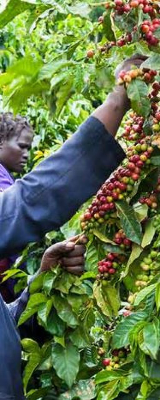 Kenya-coffee