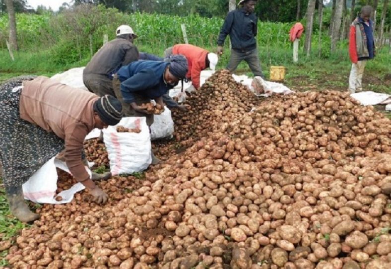 Agrico East Africa’s efforts to boost potato farming in Kenya