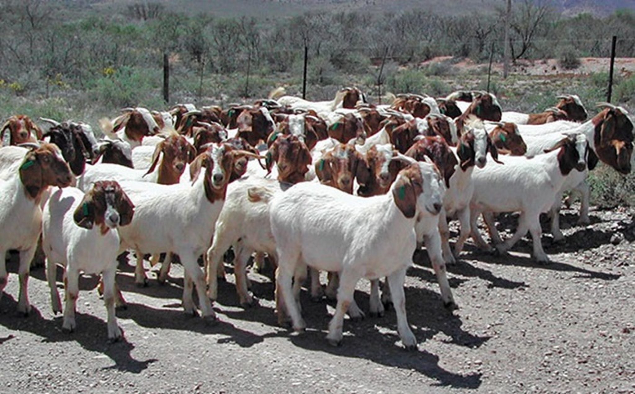 Goat Livestock at Charles Ortega blog