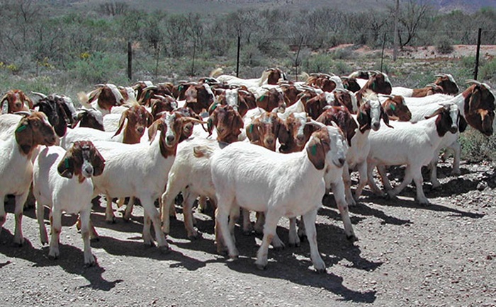 goat farming business plan pdf in zimbabwe