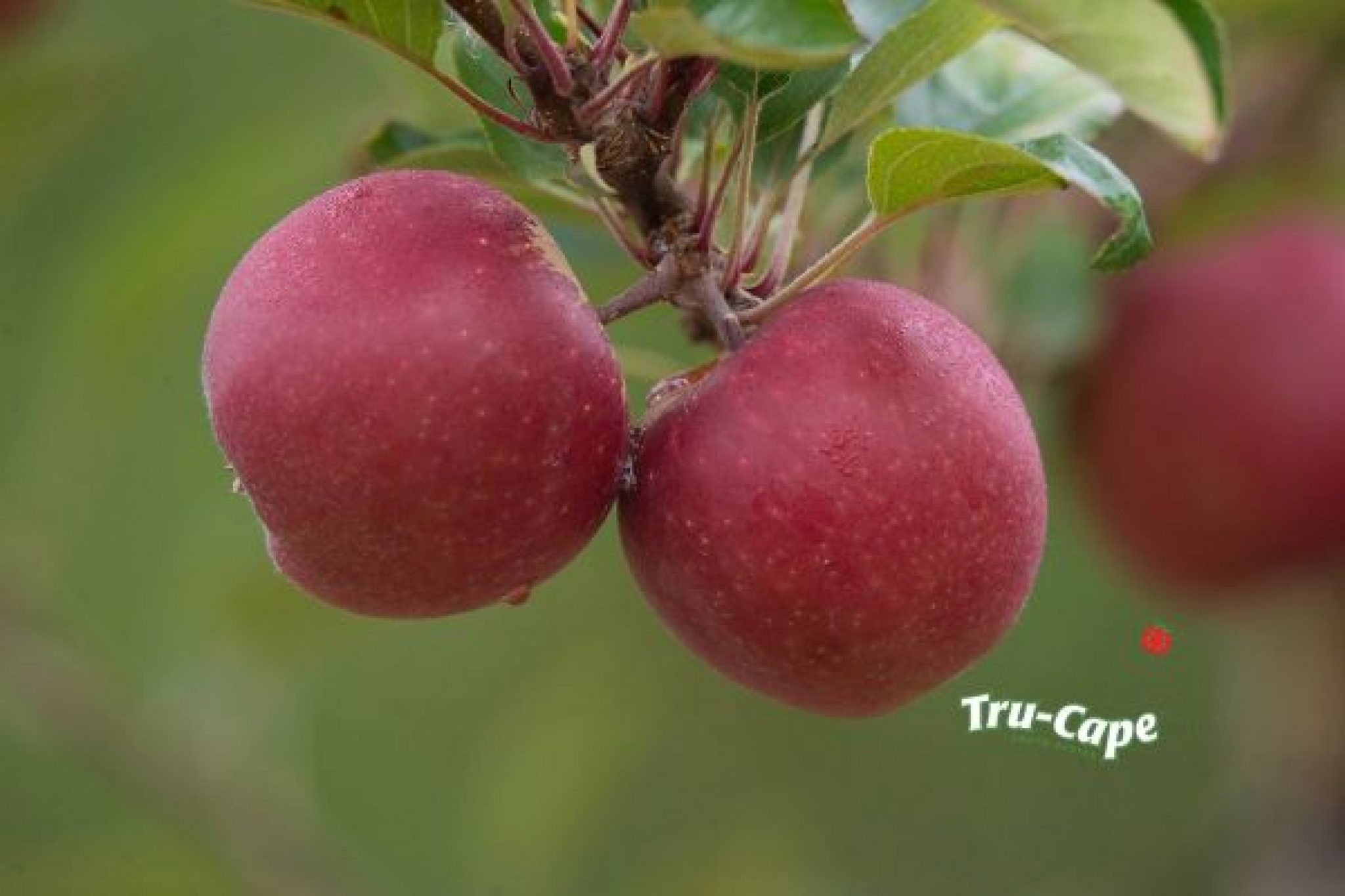 Promisingly high packout of FLASH GALA ™ expected Farmers Review Africa