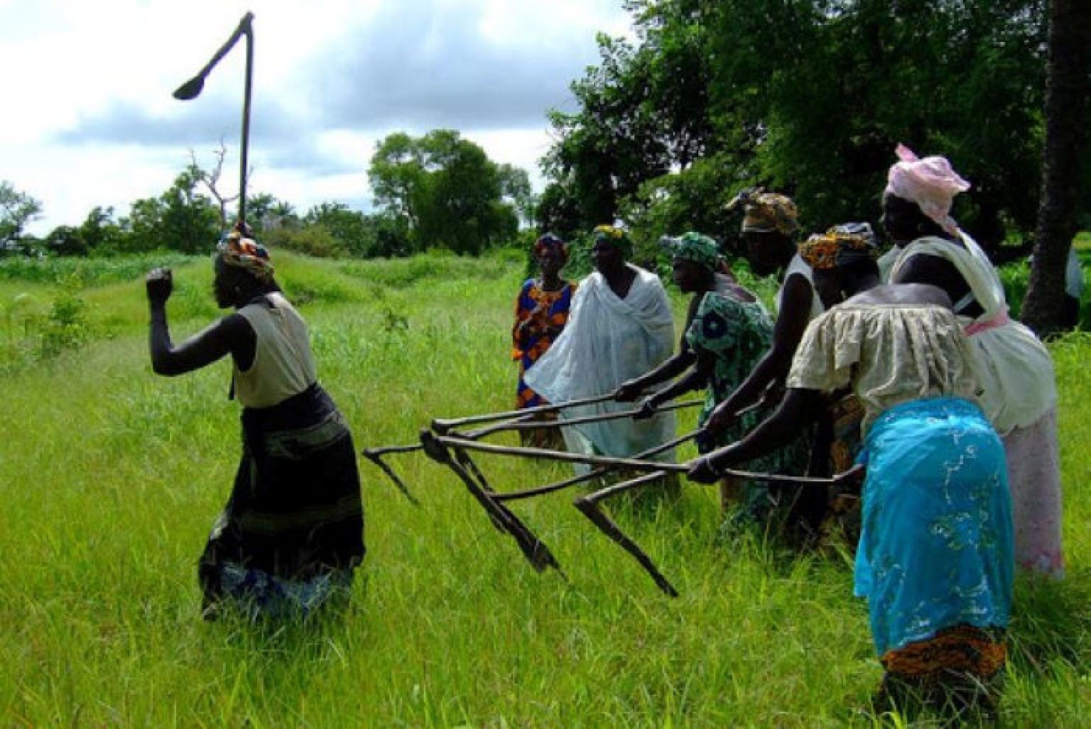 Gambia Rice Gambia launches US $30m rice value-chain development project - Farmers ...