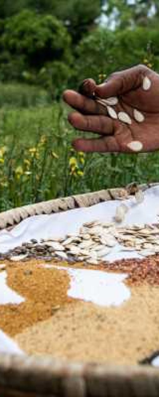 Seed-bank-Image-3-003