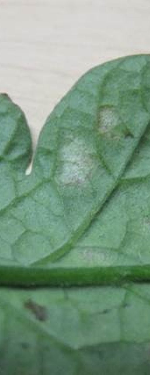 Powdery-mildew-caused-by-Leveillula-taurica-on-a-tomato-leaf