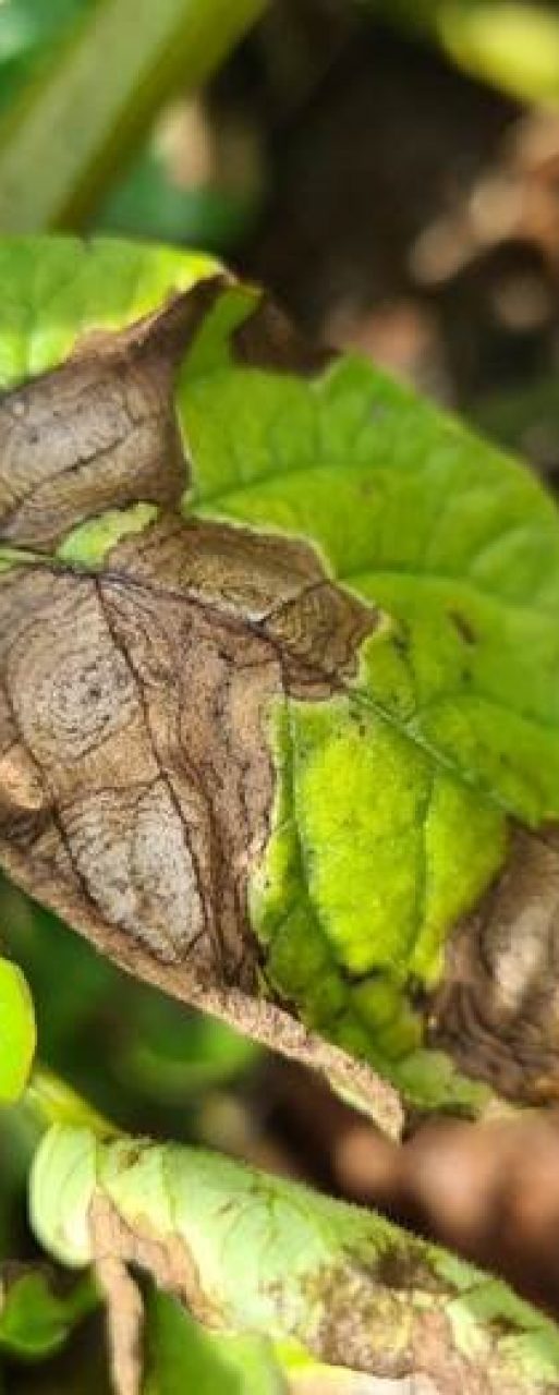 These potato leaves display typical symptoms of early blight, which is caused by Alternaria solani
