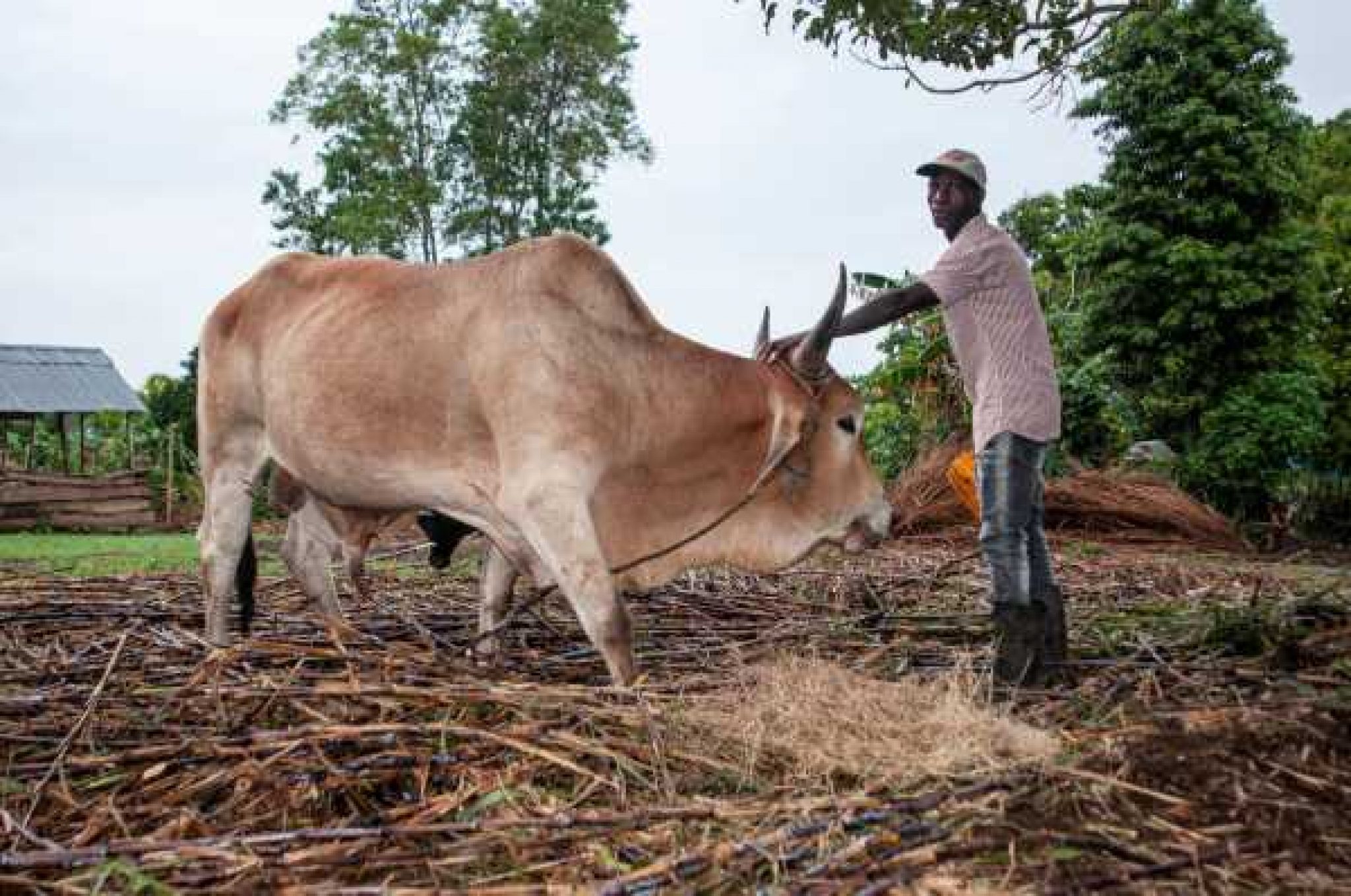 WellFed Cattle Make for Resilient Families and Communities Farmers