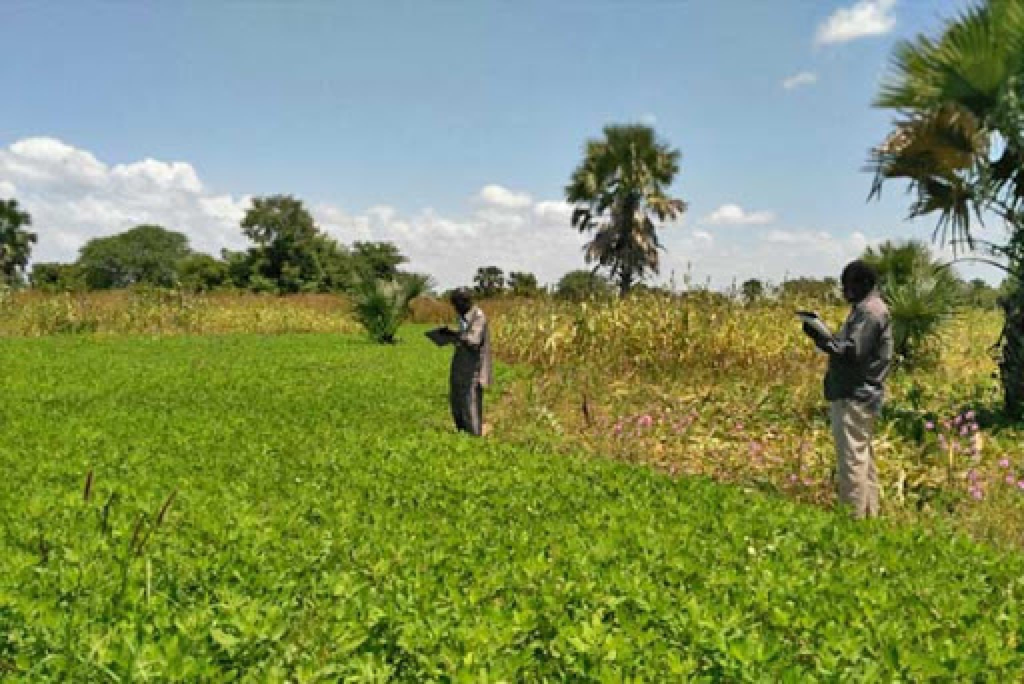 Govt of Sudan, FAO, WFP call for investment in Sudan's agriculture
