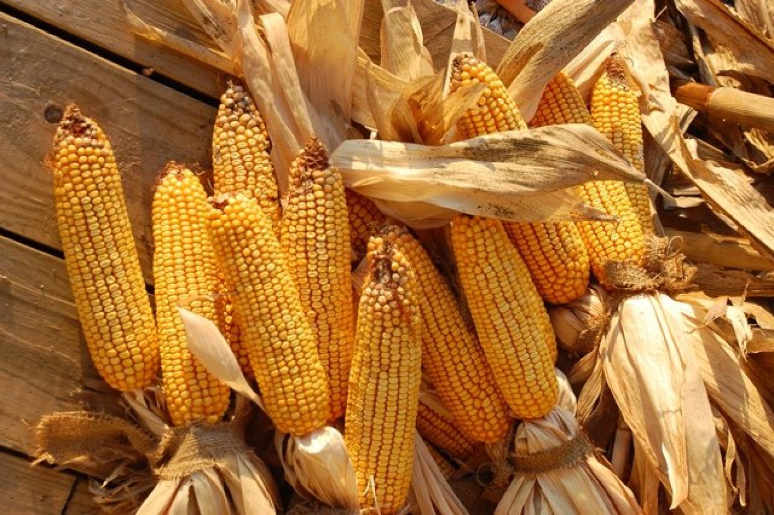 Tanzania Maize Exports To Kenya Surge Sixfold 
