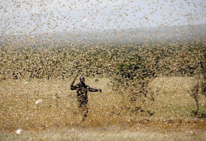 FAO develops new application to combat locust outbreak in Namibia
