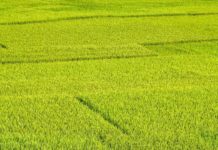 Oti region, Ghana receives relief package for rice farmers Oti region, Ghana receives relief package for rice farmers