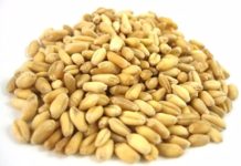 Morocco to suspend import duty on soft wheat Morocco to suspend import duty on soft wheat