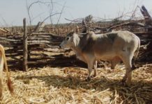 Lumpy Skin Disease, a serious menace for your entire herd