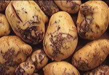 Monitoring improves potato tuber moth control
