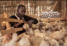 Rwanda leveraging Juncao technology to scale up mushroom production Rwanda leveraging up Juncao technology to scale up mushroom production