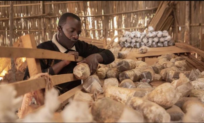 Rwanda leveraging up Juncao technology to scale up mushroom production
