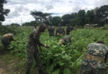 GAF ventures into gardening to supplement soldiers’ feeding budget GAF ventures into gardening to supplement soldiers' feeding budget