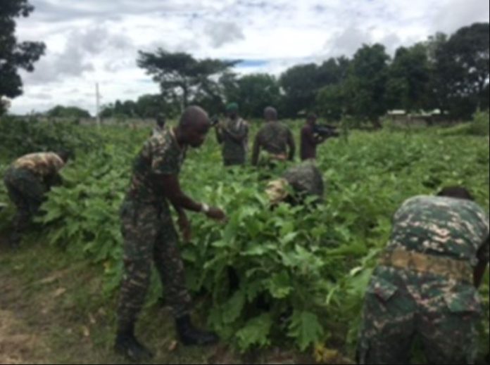 GAF ventures into gardening to supplement soldiers' feeding budget