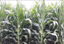 Seed Co’s new US $13M plant to change face of farming in Zimbabwe Seed Co's new US $13M plant to change face of farming in Zimbabwe