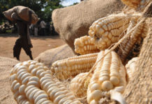 Rwanda’s Maize Output Ambitions at Risk as Input Prices Surge