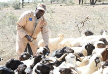Zimbabwe to benefit from US $6.9M animal health project Zimbabwe to benefit from US $6.9M animal health project